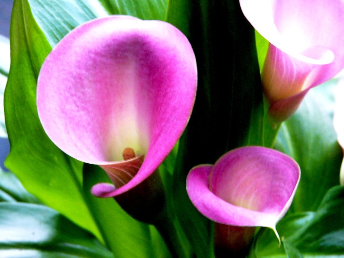 Букет "каллы и эвкалипт"