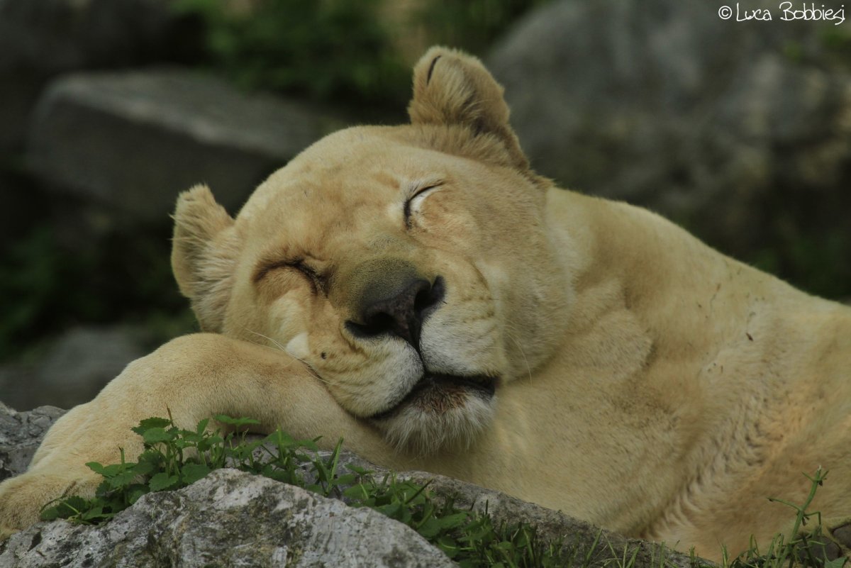 Львица засыпает