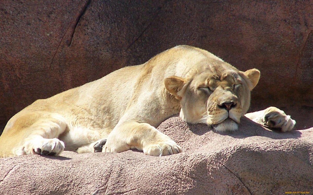 Открытка спящая львица