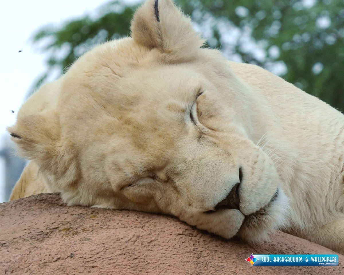 Спящие львицы