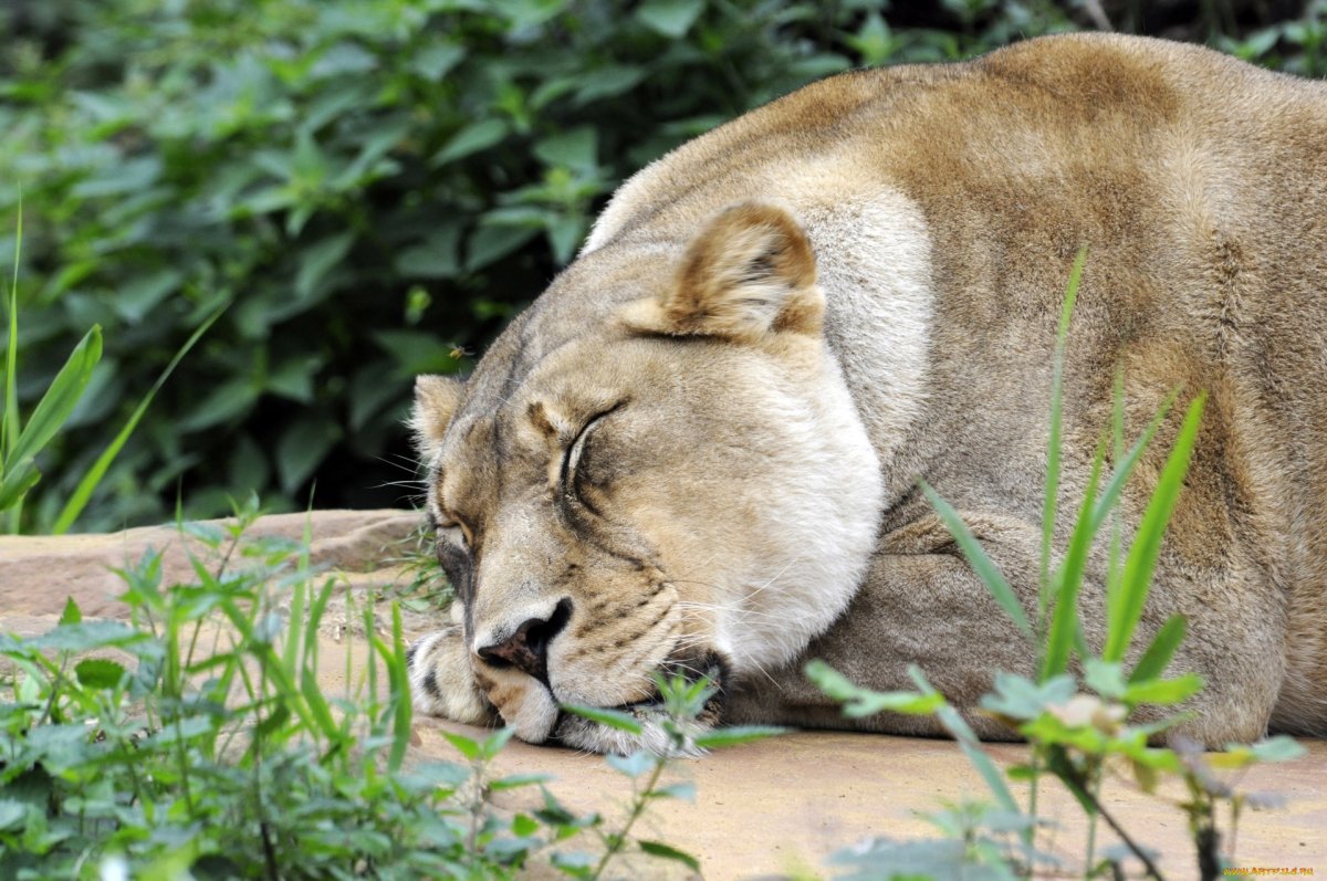 Уставшая львица