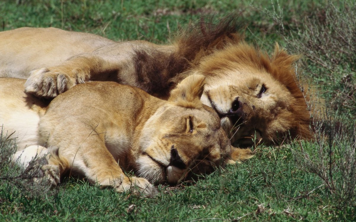 Львица спит