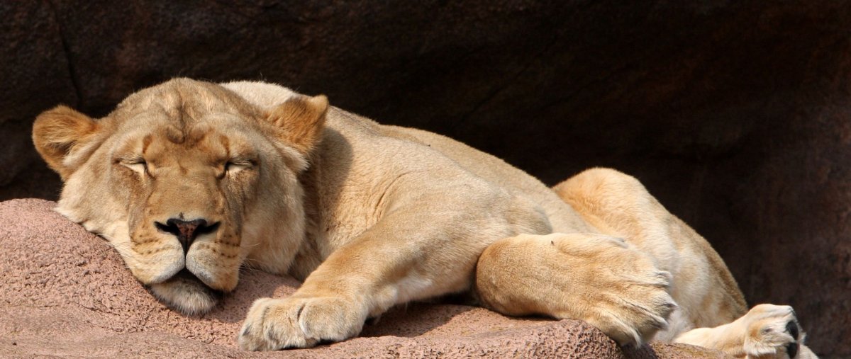 Демотиватор сон львицы