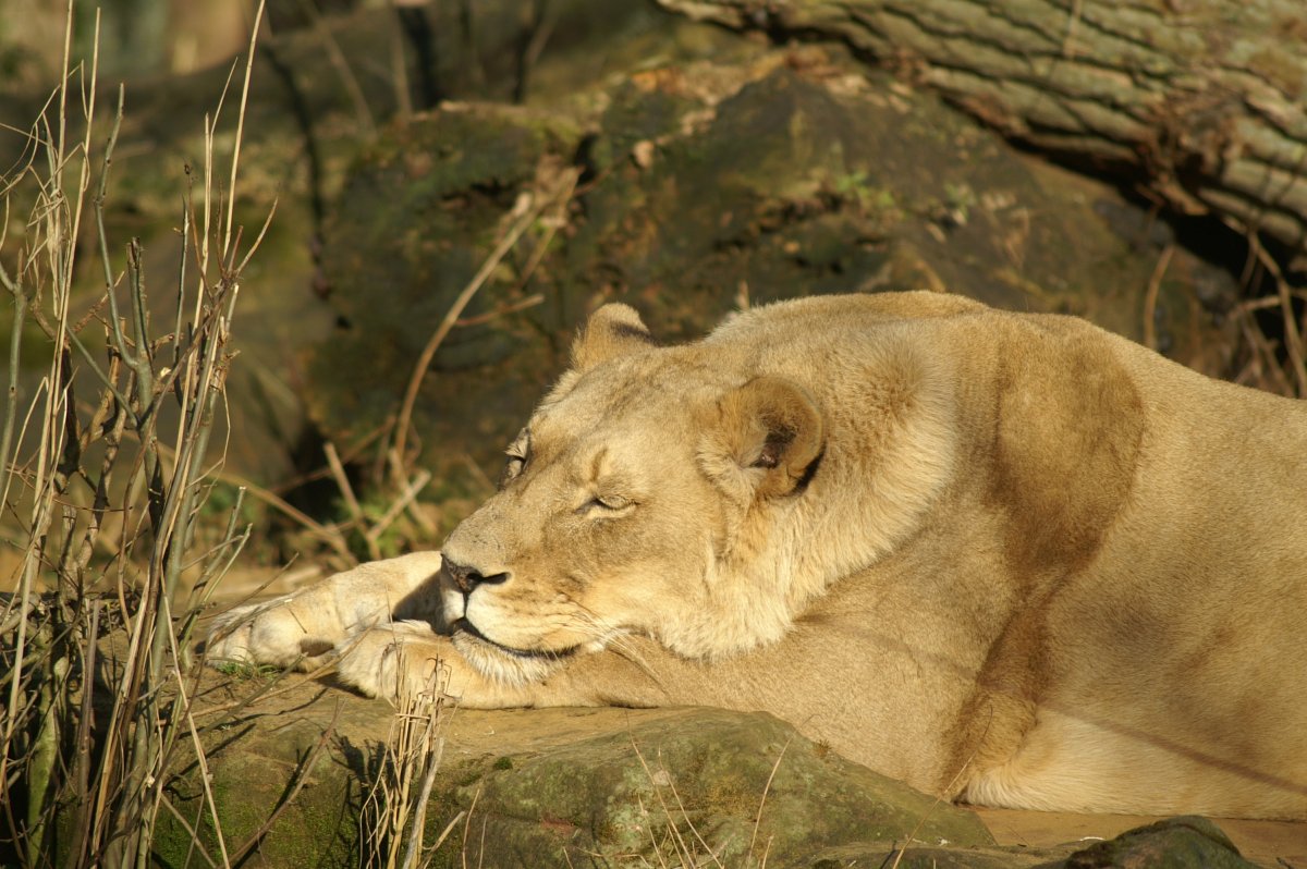 Львица спит