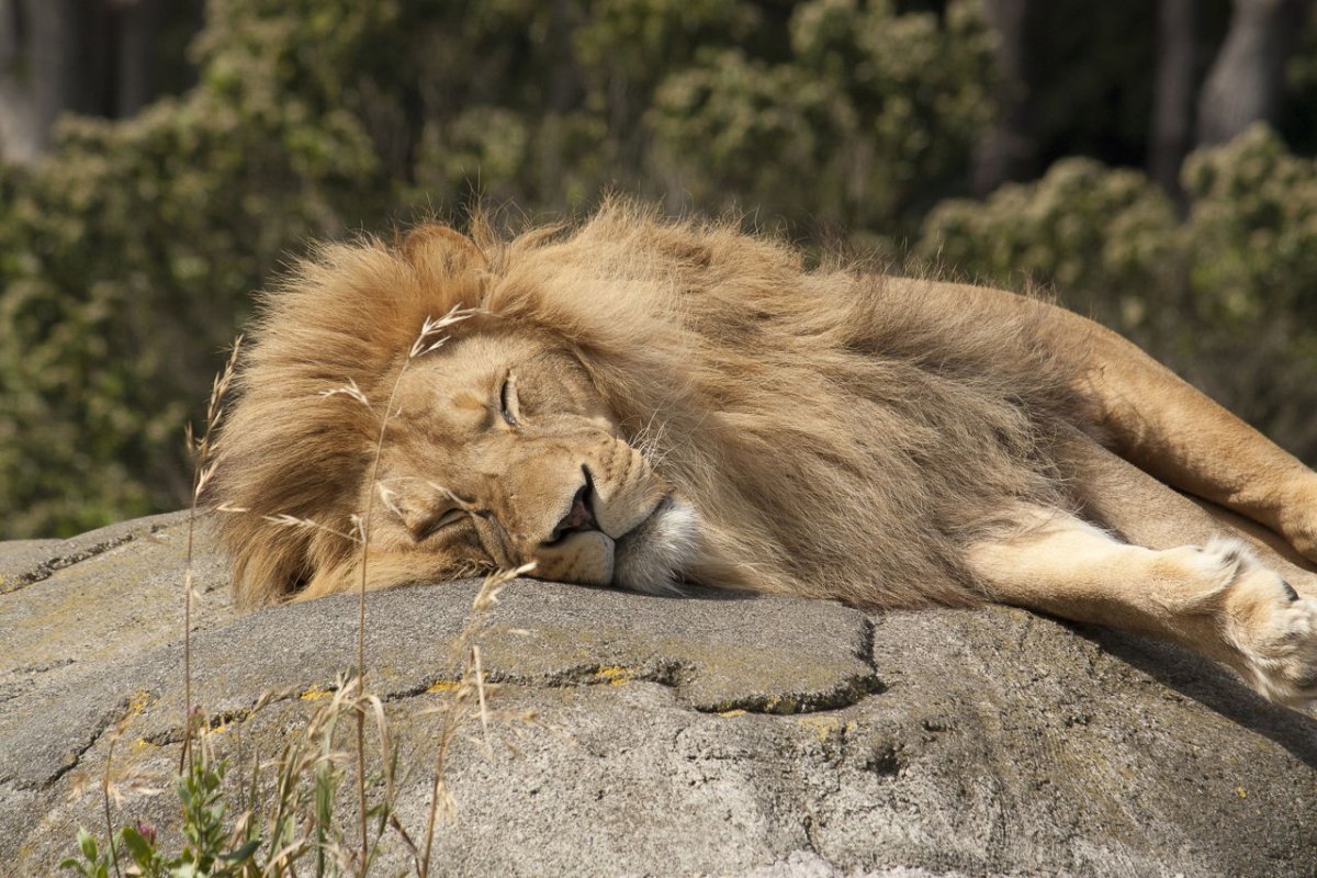 Поза спящего Льва