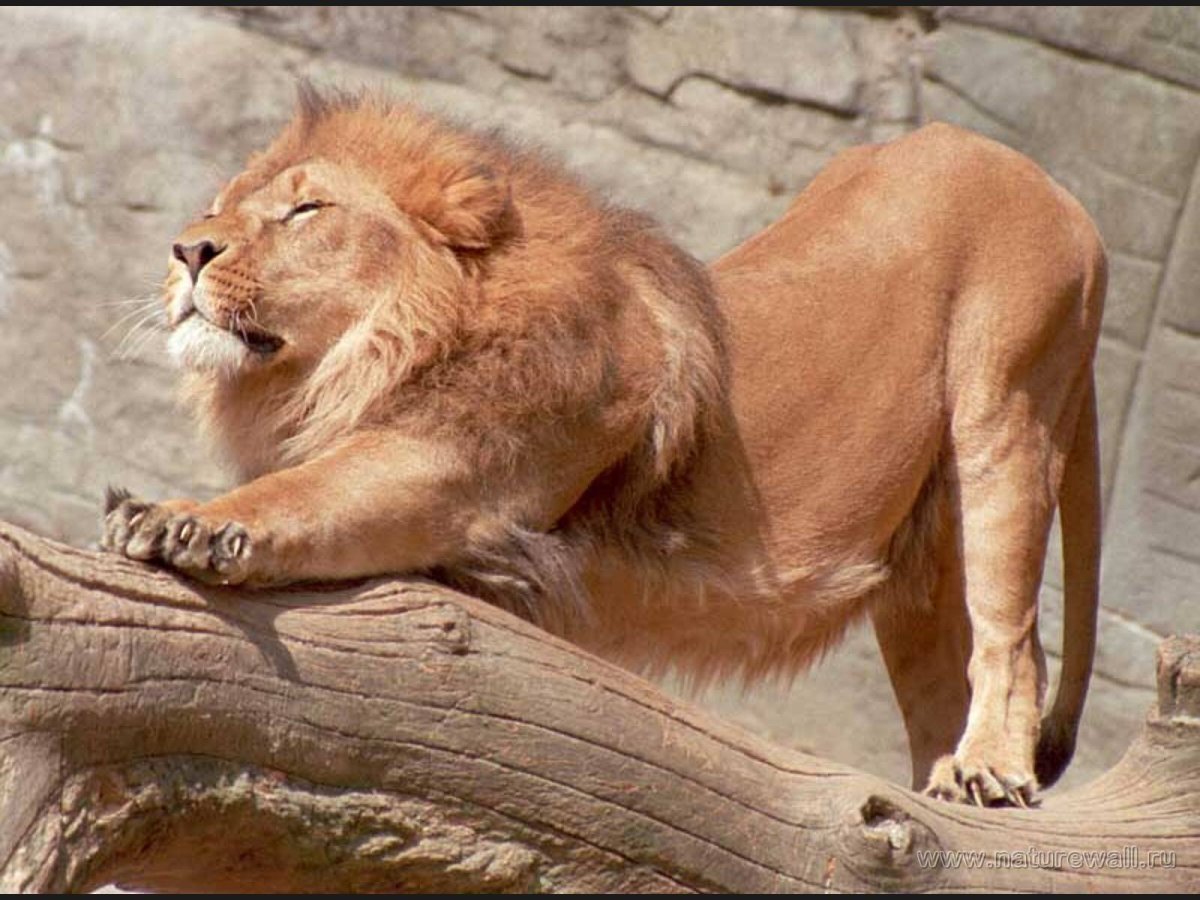 Лев потягивается
