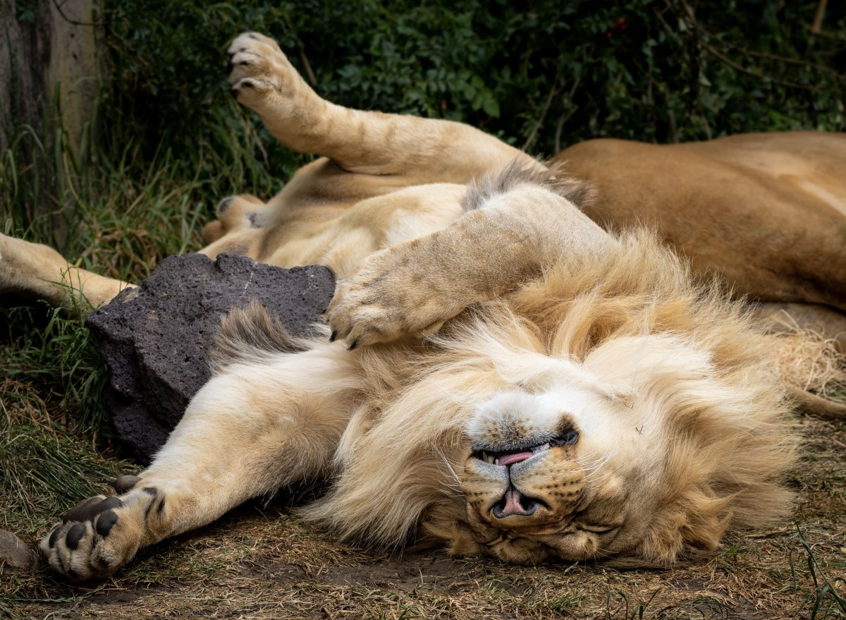 Спокойной ночи львица