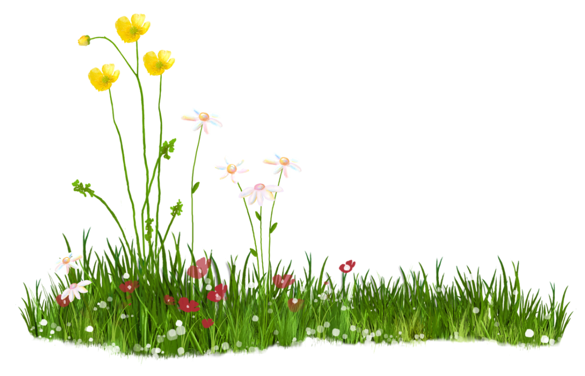 Трава и цветы на прозрачном фоне