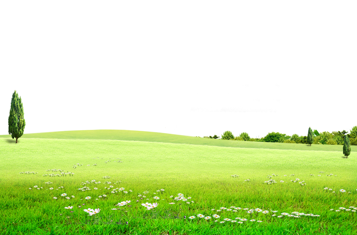 Газон с ромашками