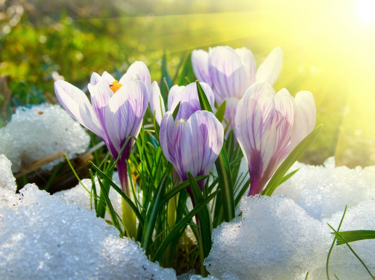 Крокусы подснежники и Мимоза