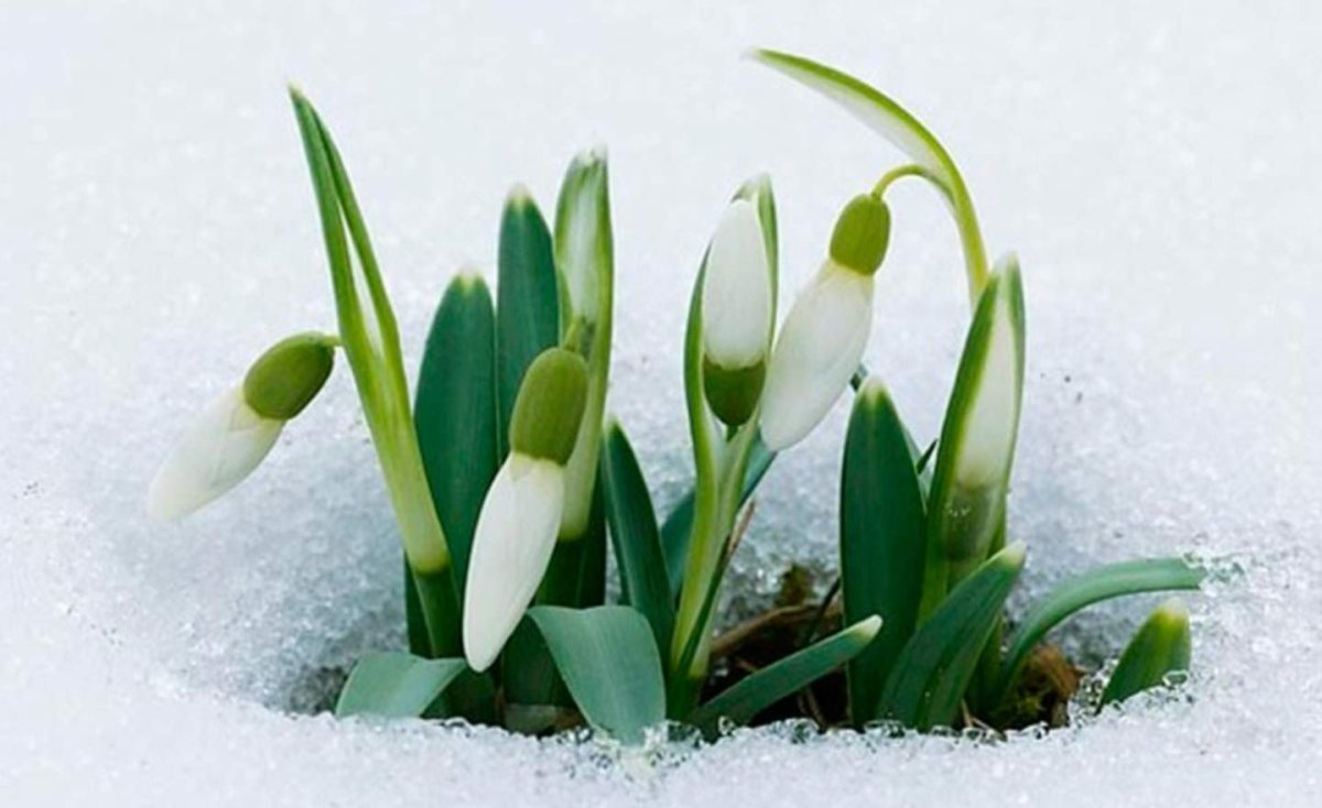 Весенние цветы коллаж