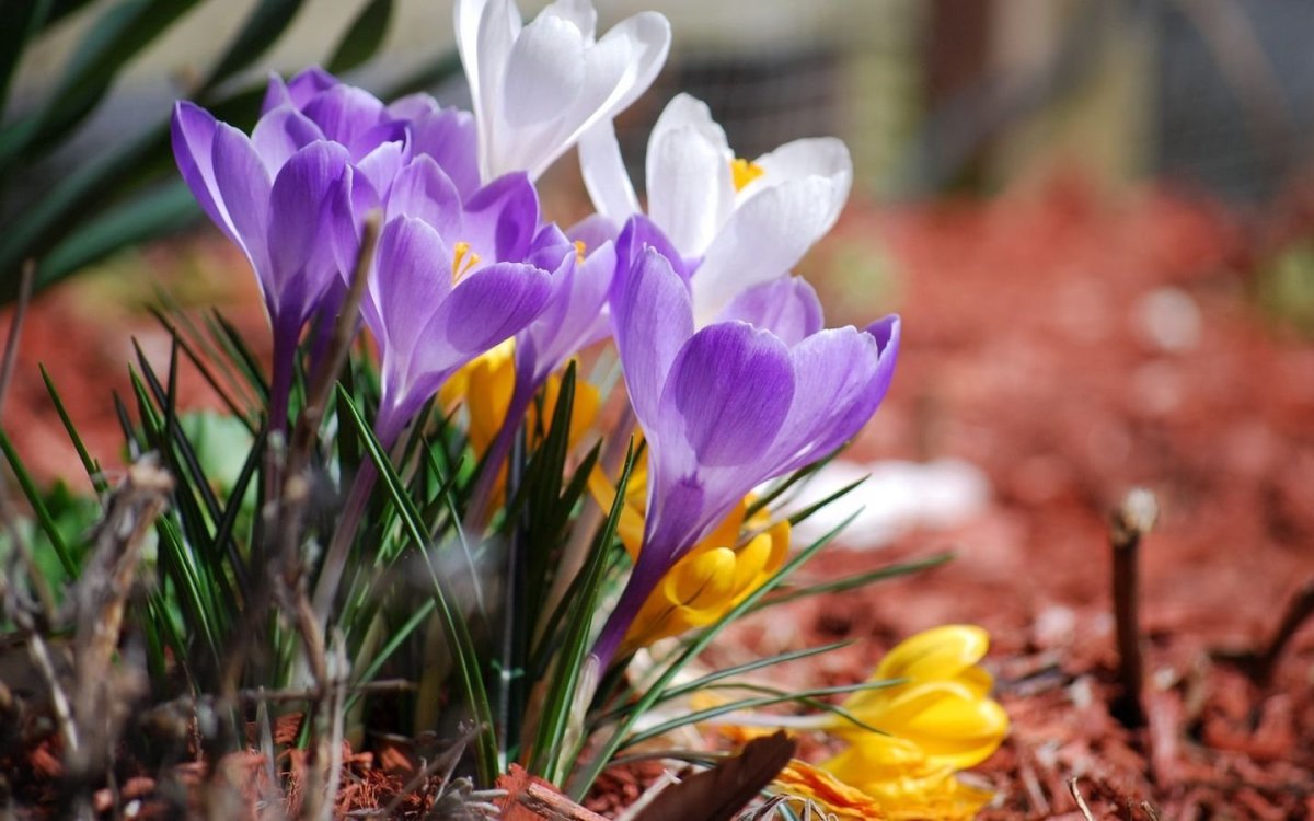 Весна проталины подснежники природа