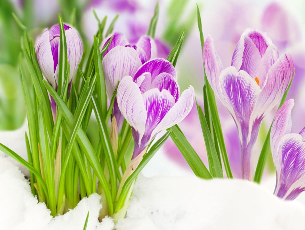 Цветы из под снега