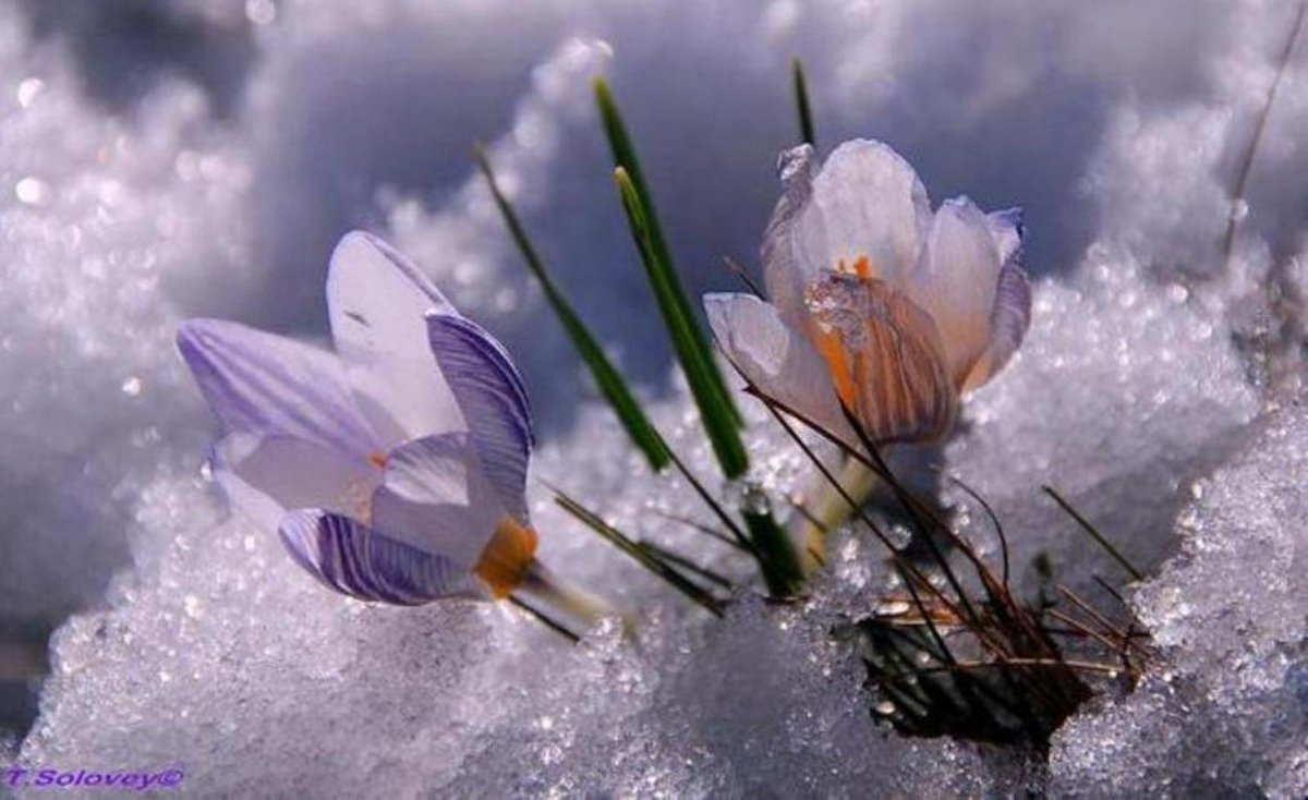 Весенние цветы