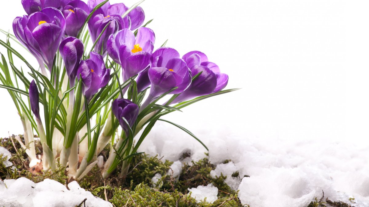 Бойчечак Гули