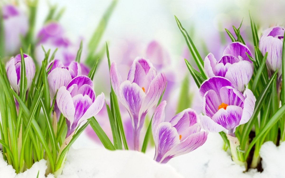 Весенние цветы фото