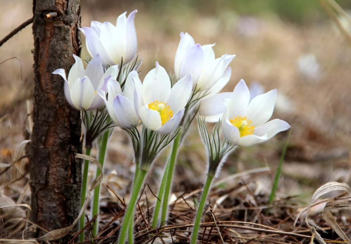 Цветы крокусы первоцветы