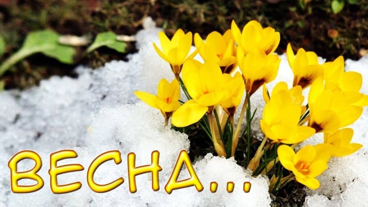 Мартовские цветы