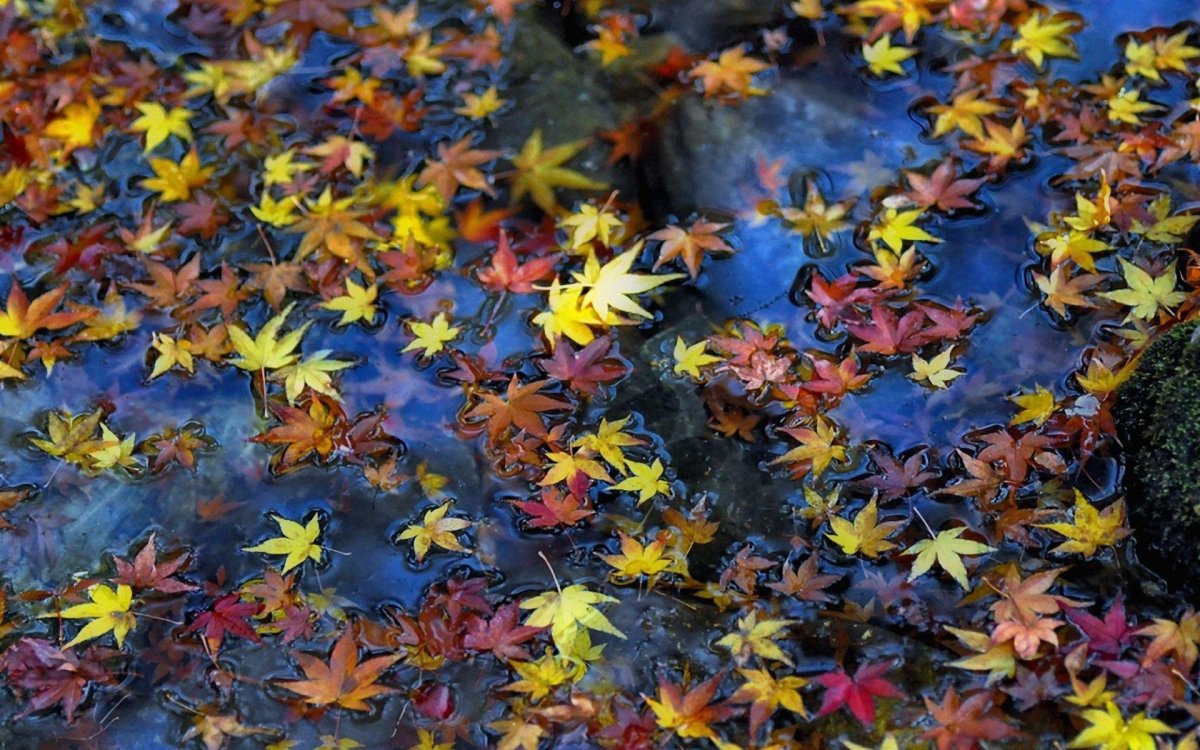 Красивый листопад