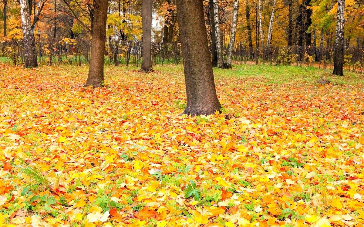Осенний листопад