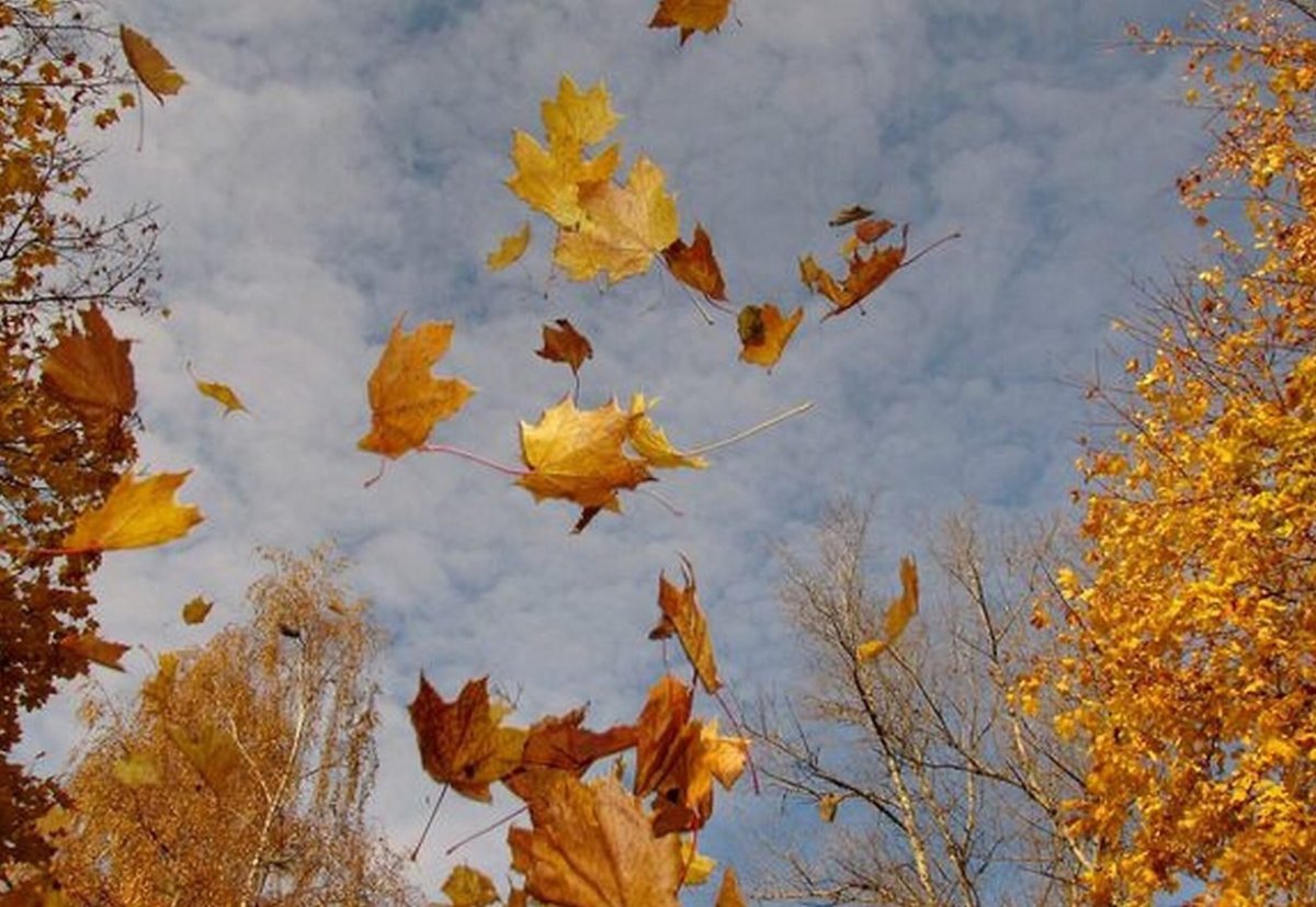 Осенняя Поляна в лесу