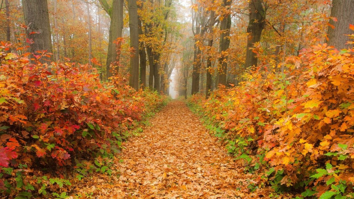 Падающие листья