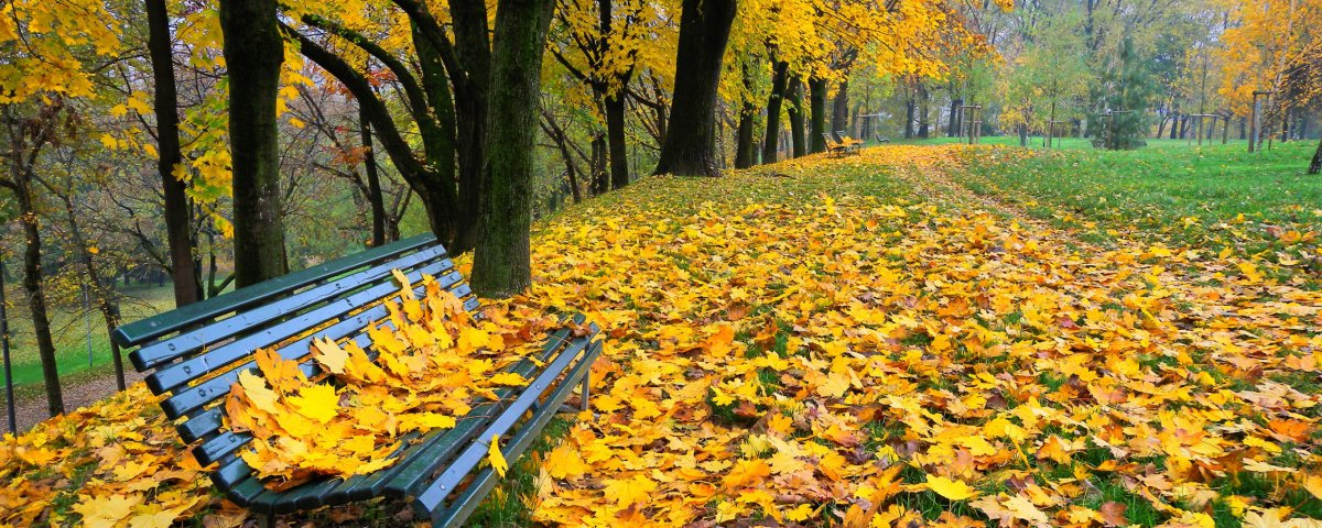 Осенний листопад для детей