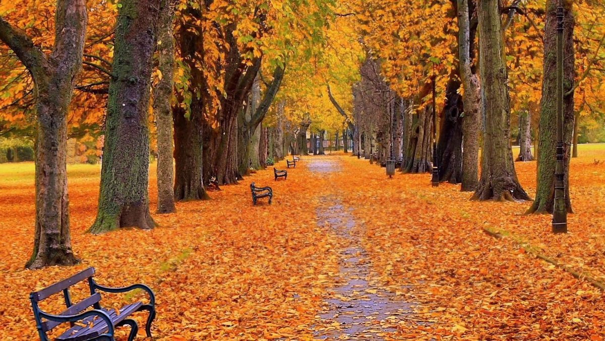 Краски осени