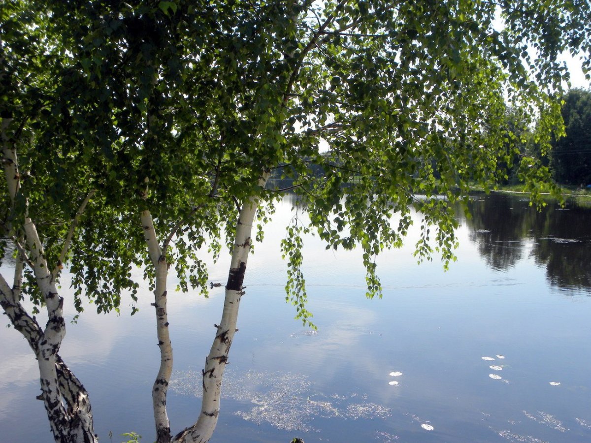 Река берёза Тверская область