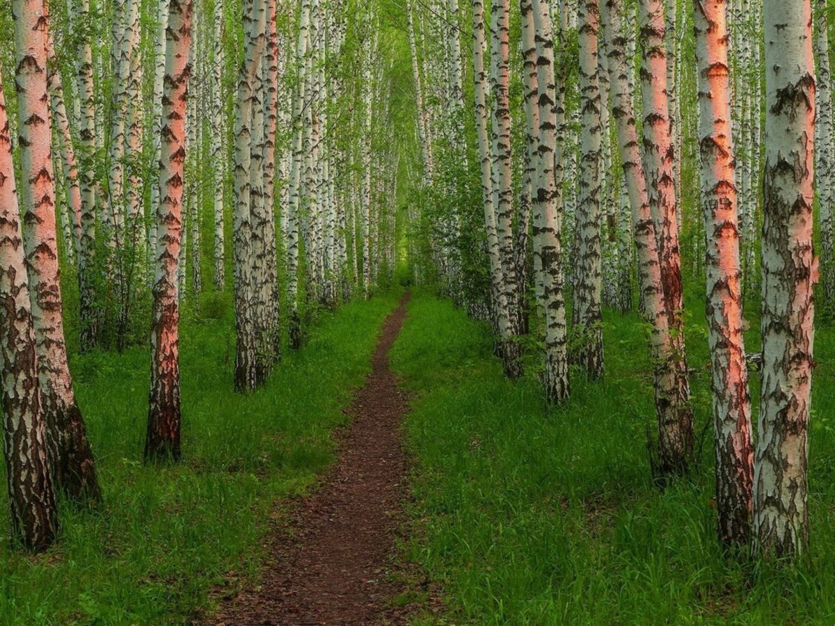 Березовая роща Заболотский
