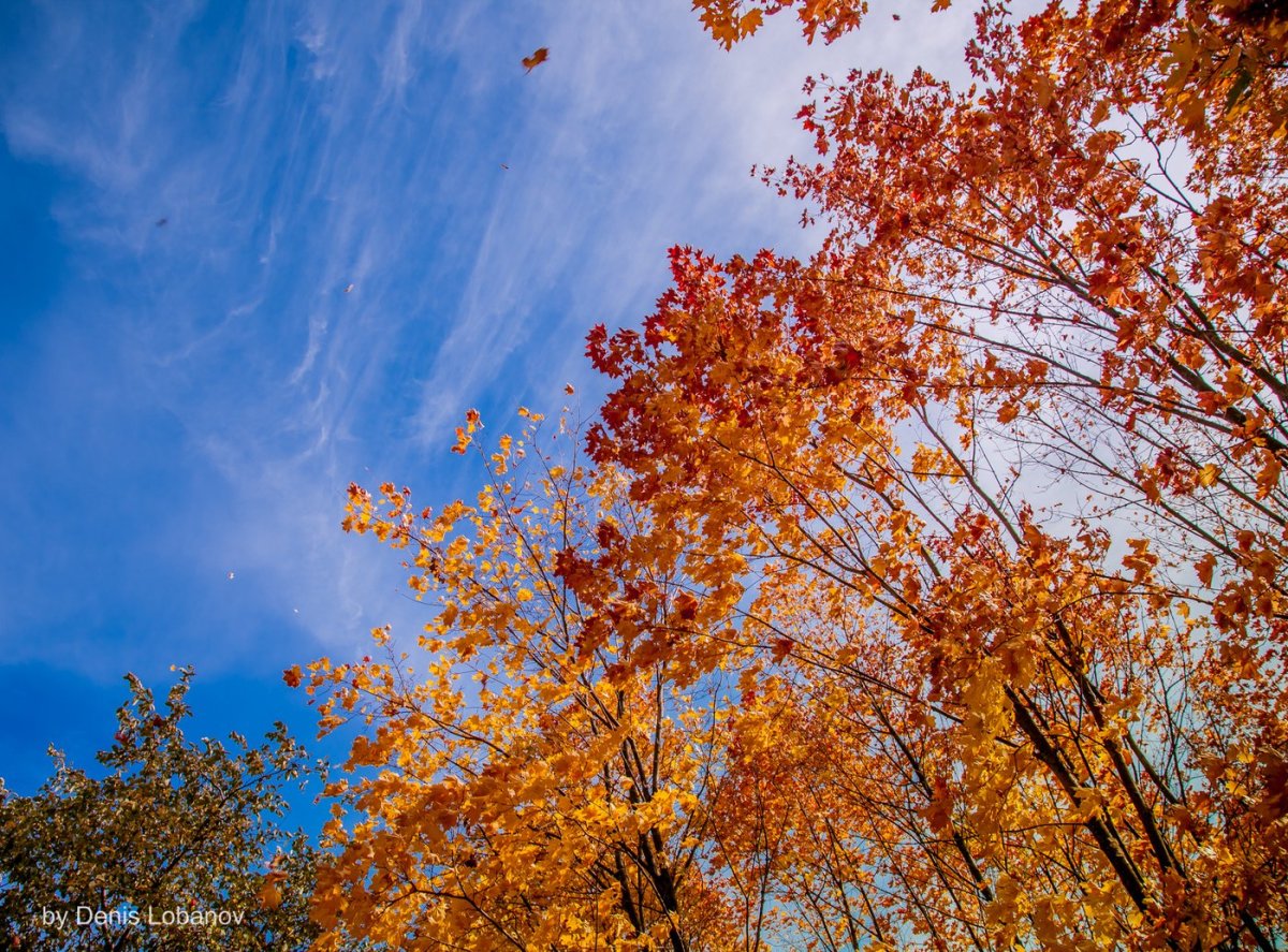 Падающие листья