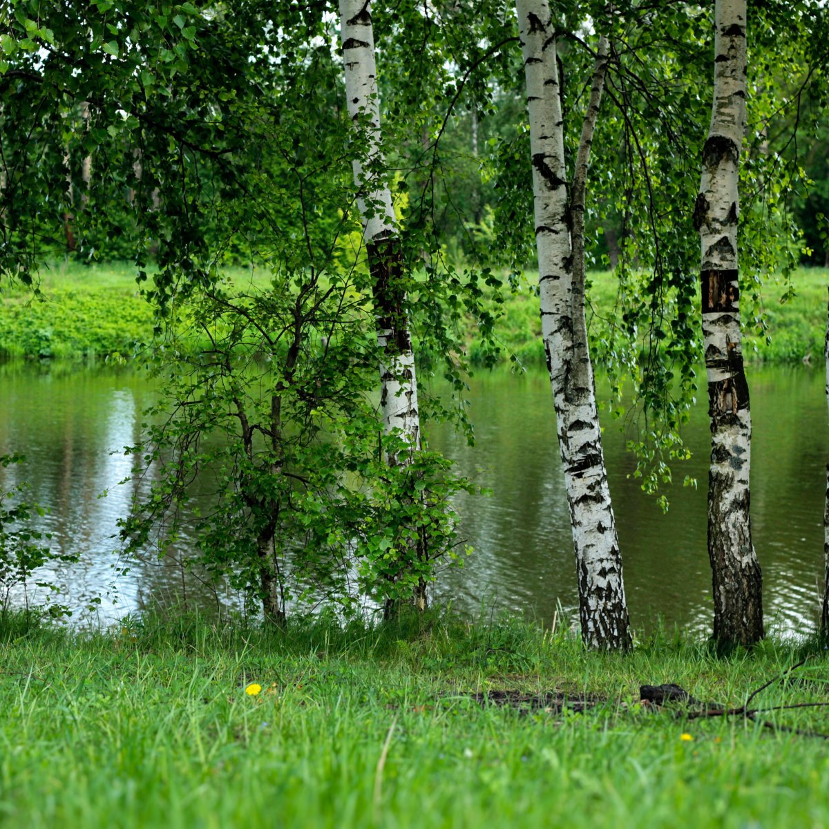 Березовая роща Томск