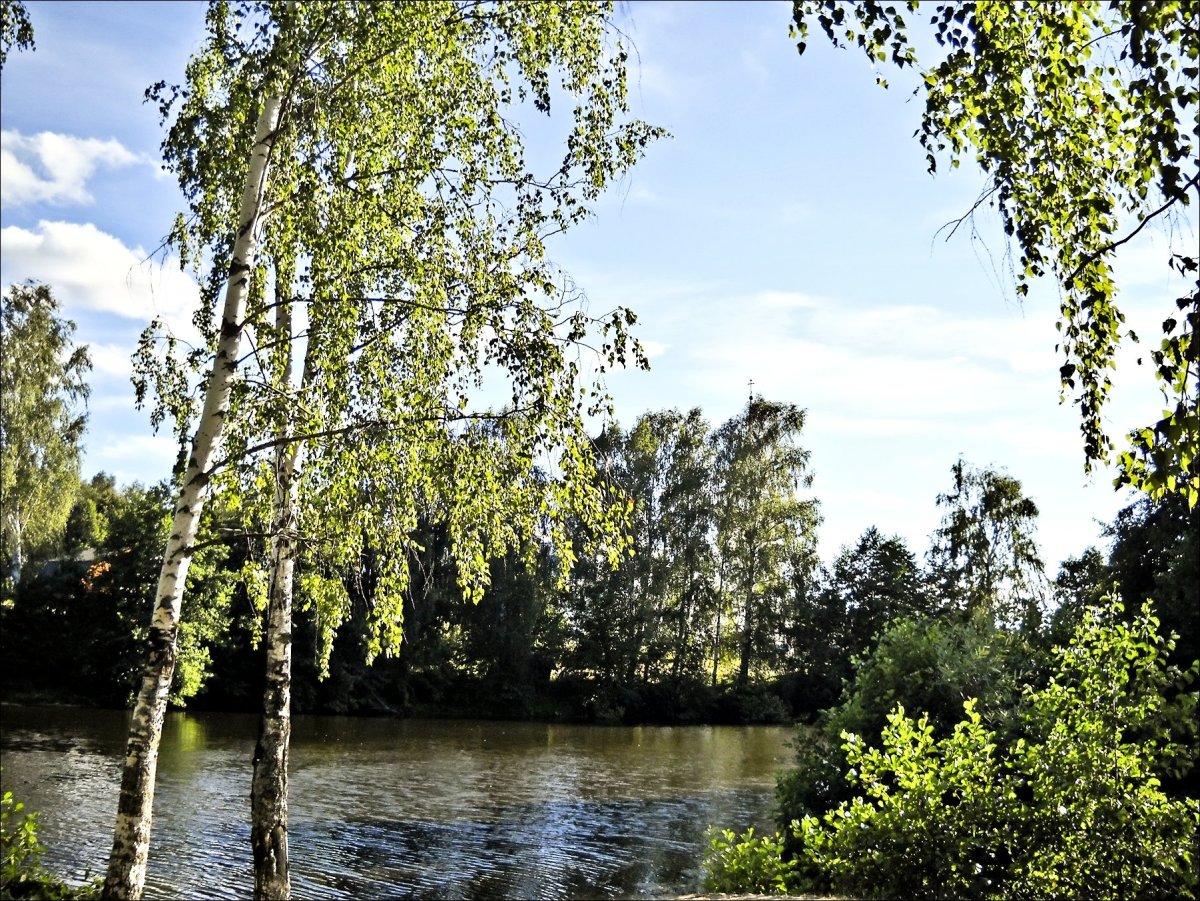 Берёза ойковская