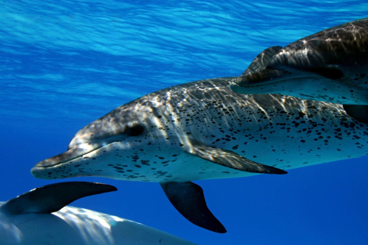 Атлантический Дельфин