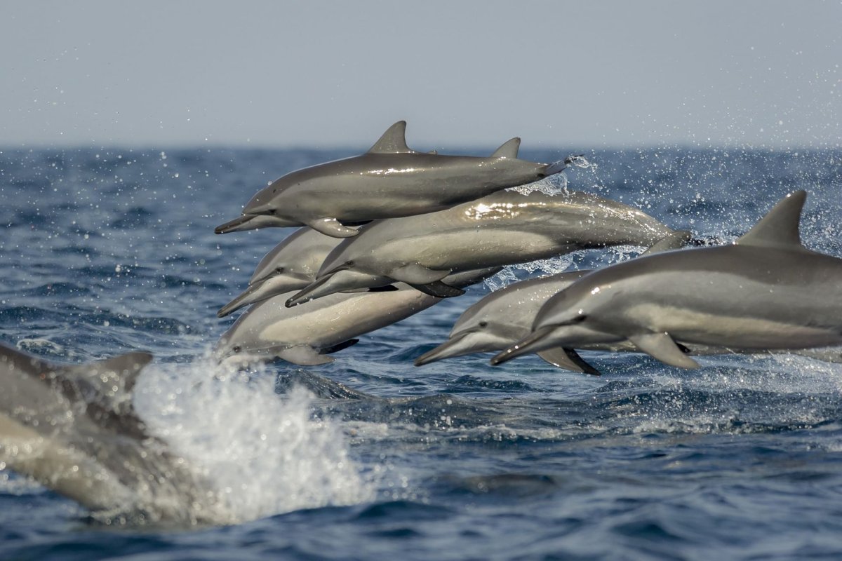 Красивые касатки