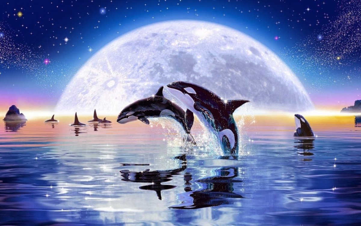 Касатка кит убийца