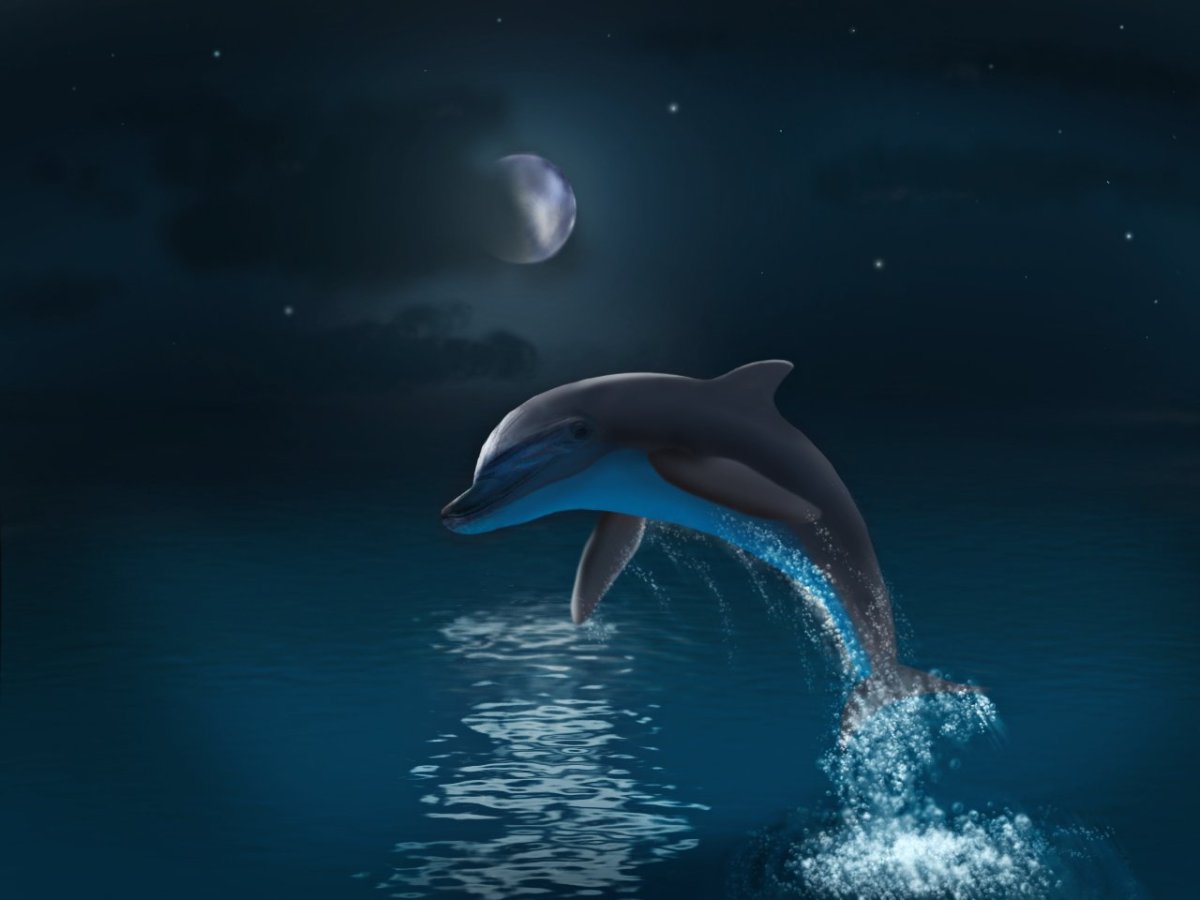 Касатка на фоне гор