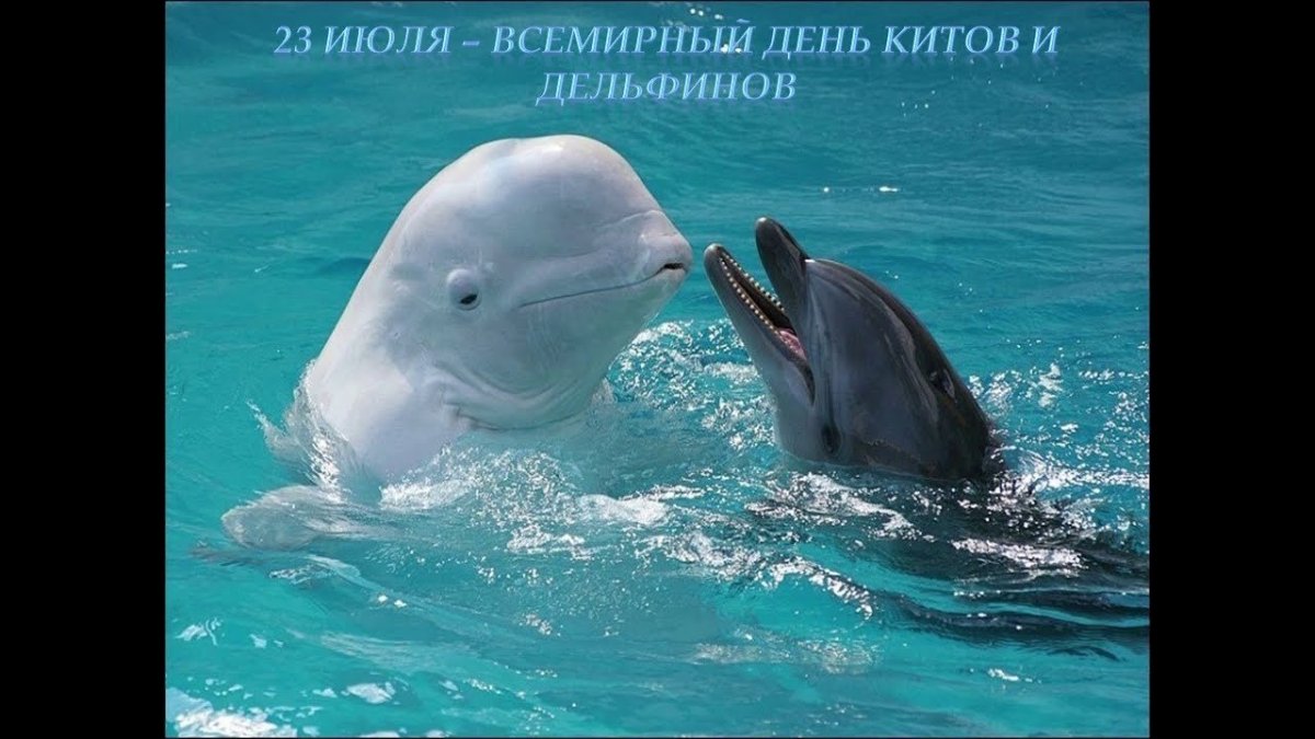 Дельфины под водой