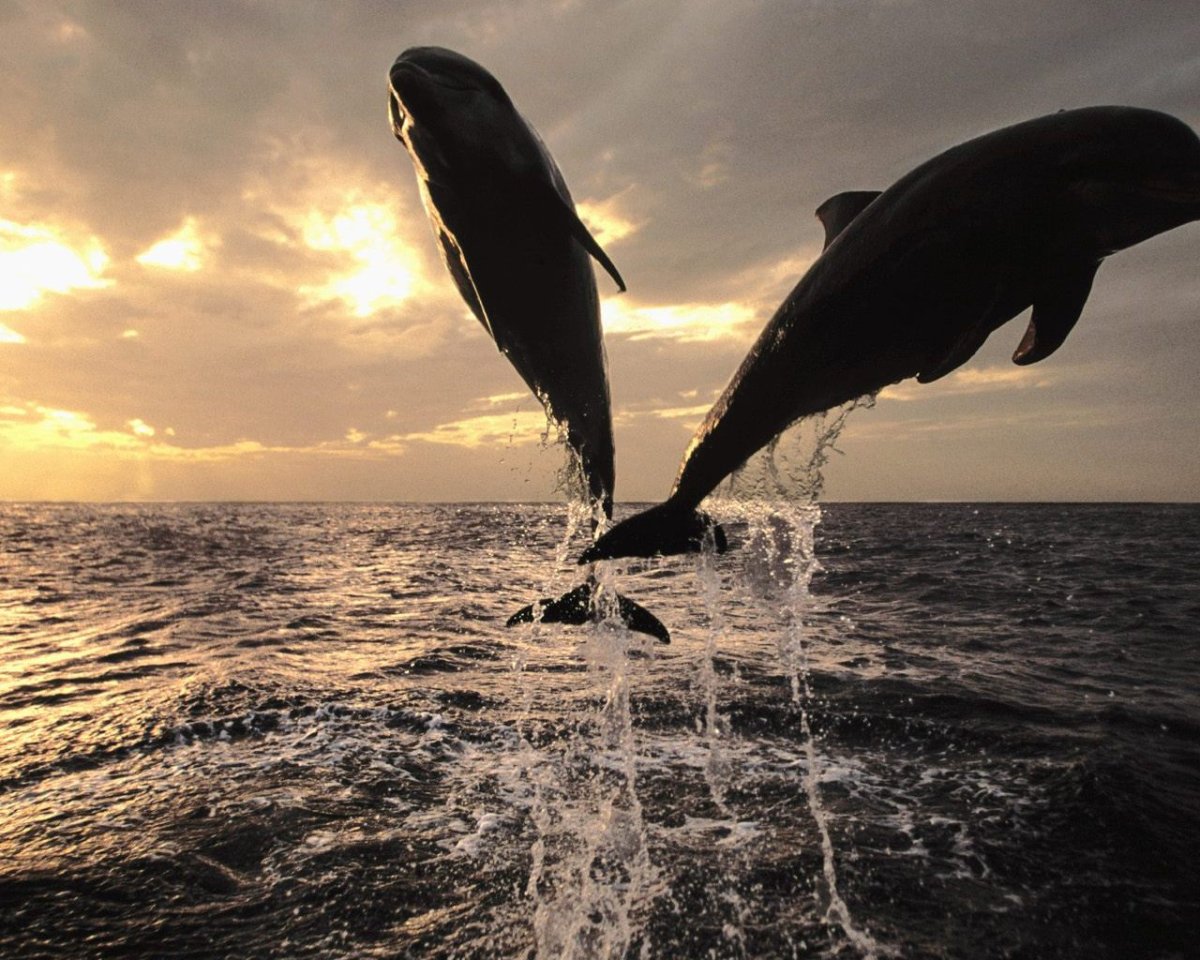 Кит и Дельфин