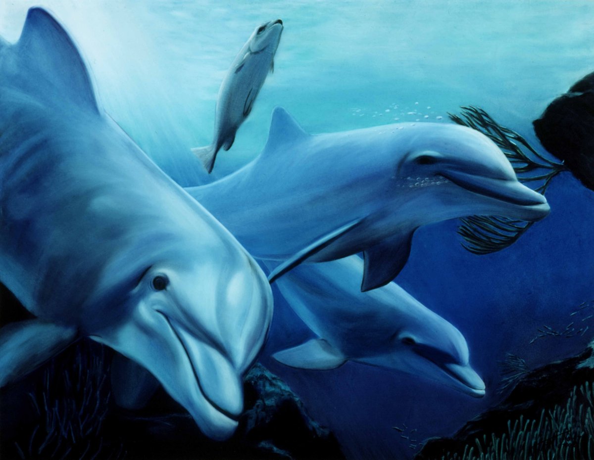Кит и Касатка и Дельфин