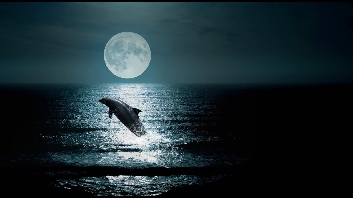 Касатка фэнтези