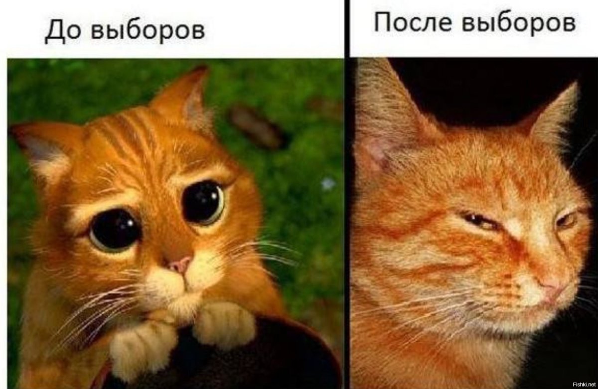 Кот из Шрека с большими глазами