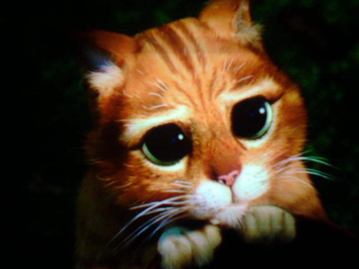 Кот из Шрека глаза