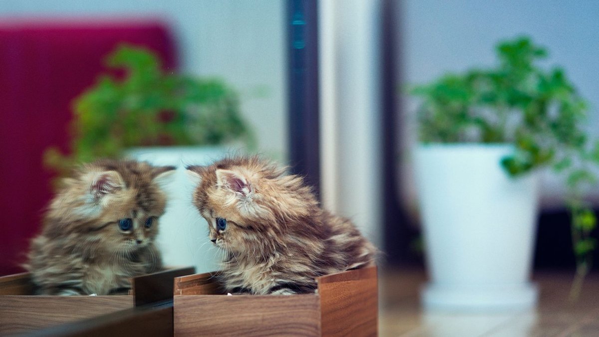 Самые милые котята