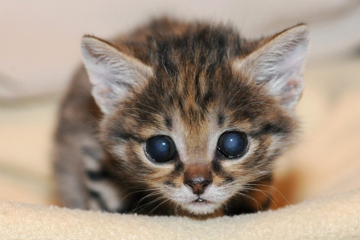 Самые милые котята в мире