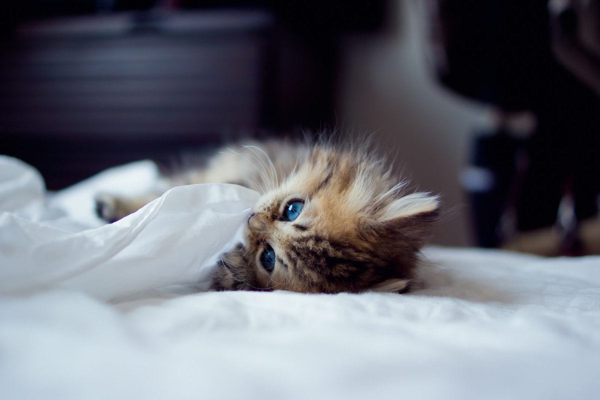 Самый милый котенок