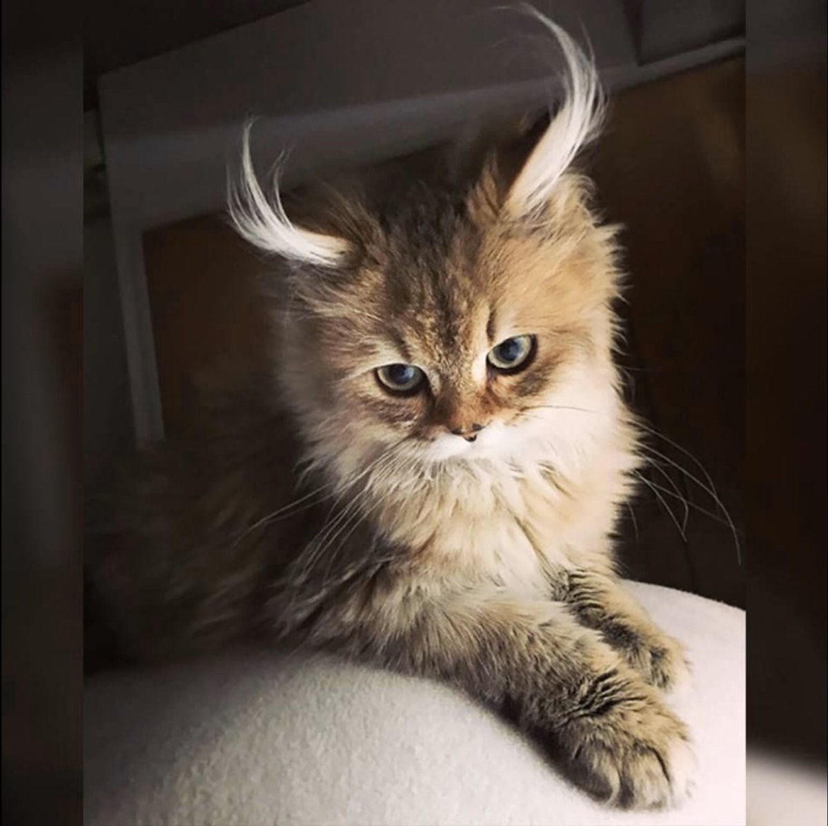 Милые котики