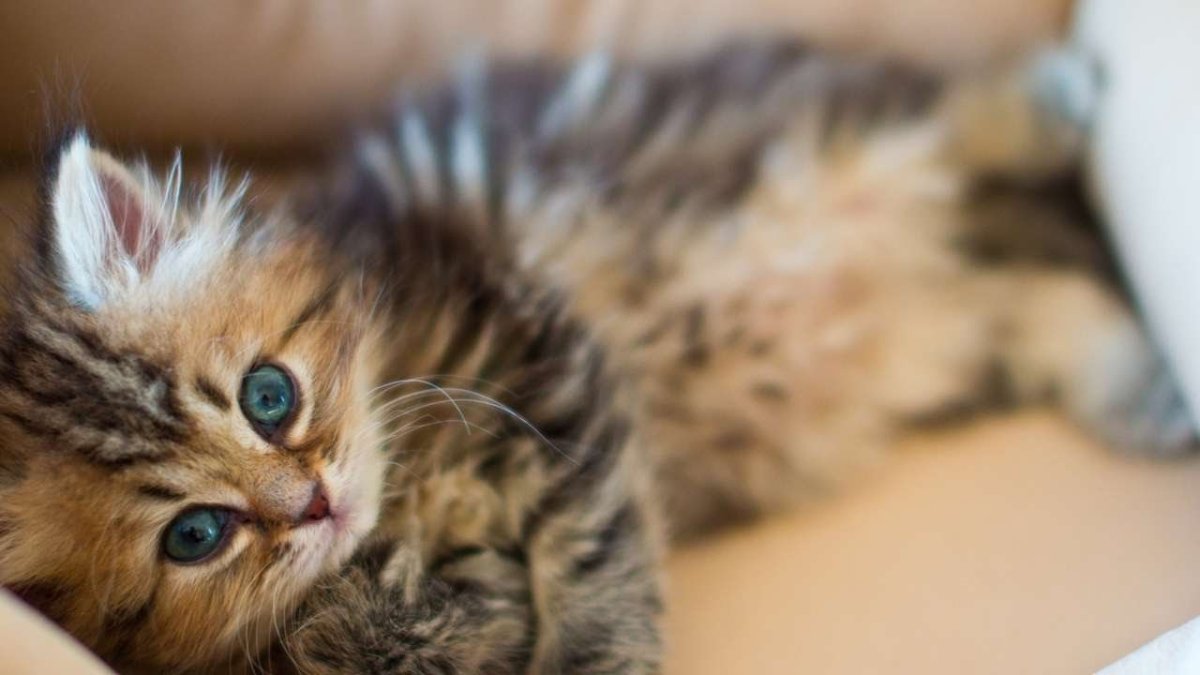 Милые котики