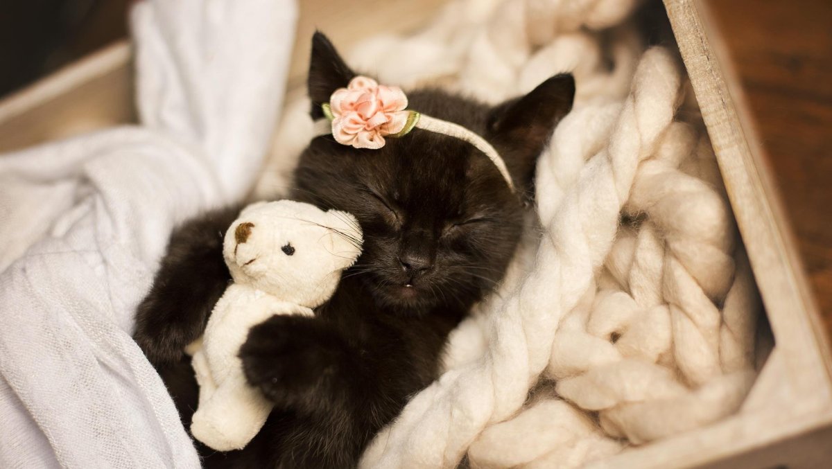 Милая кошка