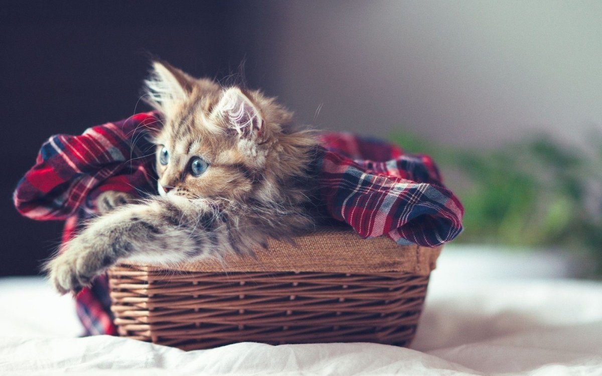 Самые милые котята